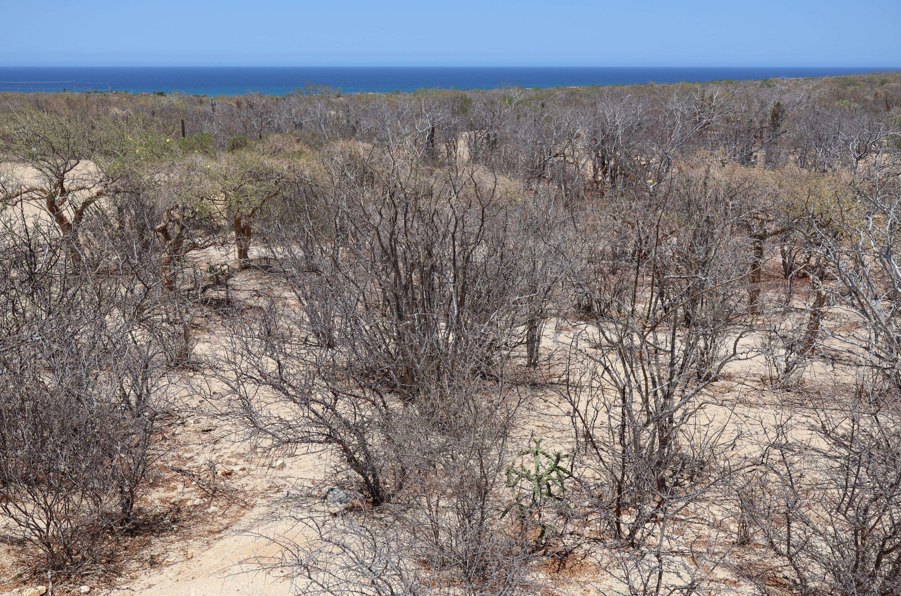 #Candelilla Lot 9, East Cape, Baja