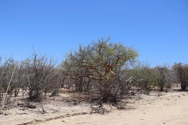 East Cape, Baja,#Candelilla Lot 4