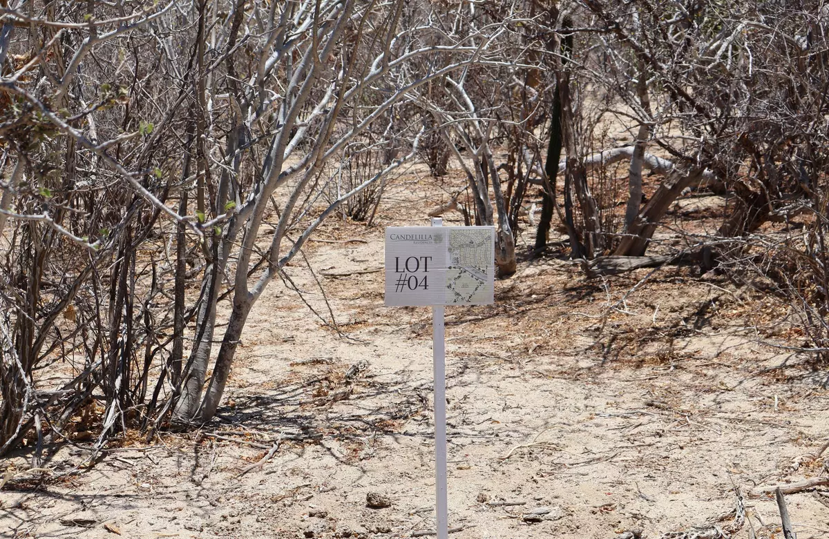 East Cape, Baja,#Candelilla Lot 4