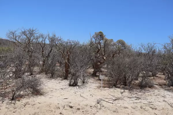 East Cape, Baja,#Candelilla Lot 2
