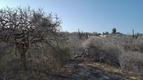 Pacific, Baja,LOTE 49 #PLAYA MIGRINO