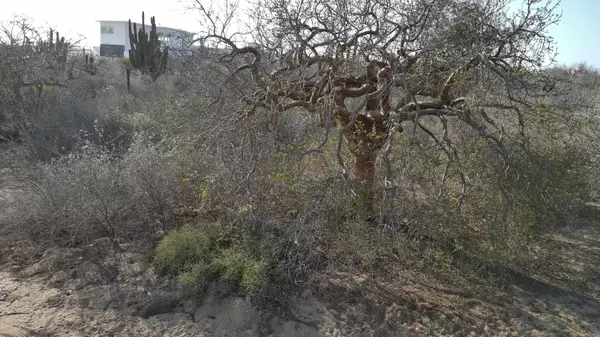 Pacific, Baja,LOTE 49 #PLAYA MIGRINO