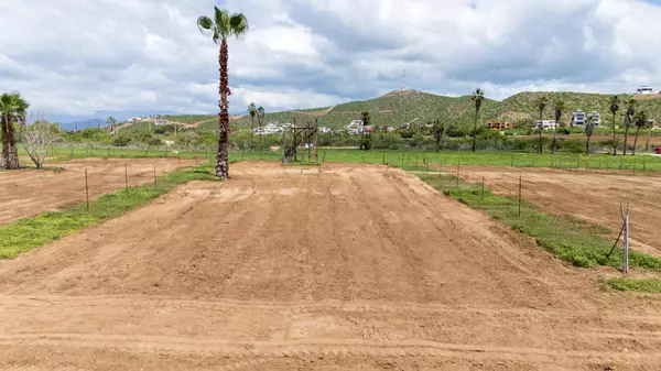 Pacific, Baja,#Strawberry Fields #4