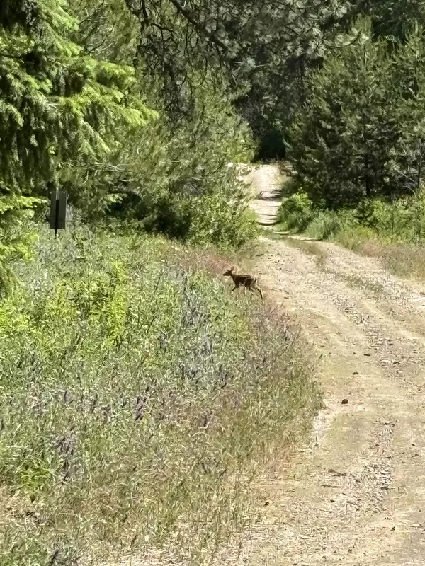 Chattaroy, WA 99003,XX N Waldrons Ln