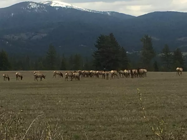 0 E Orchard Bluff Lot C Rd, Chattaroy, WA 99003