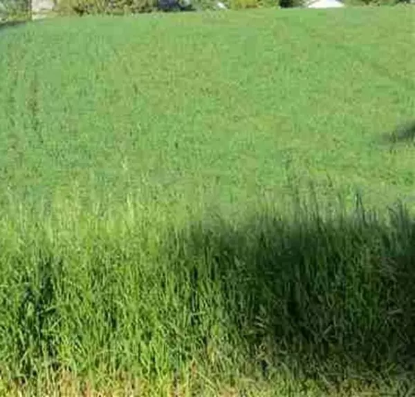 Reardan, WA 99029,xxxx S Central St