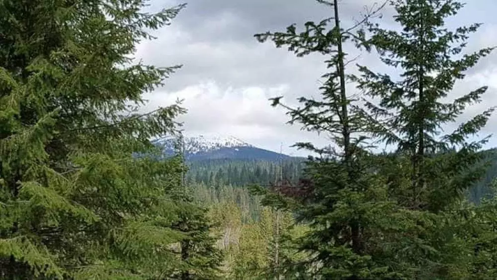 Mead, WA 99021,203xx E Wallis Rd