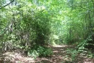 Dahlonega, GA 30533,Lot 46 Nimblewill Creek RD