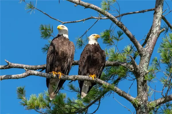 Big Canoe, GA 30143,1038 Owls Brow