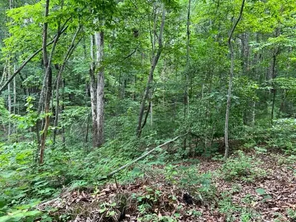 Dawsonville, GA 30534,Lot 8 3.38 Acres Elm Ln