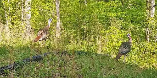 Ball Ground, GA 30107,2243 Damascus RD