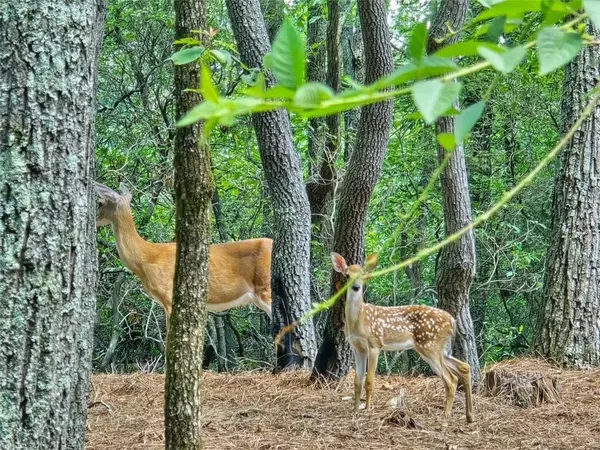 Big Canoe, GA 30143,75 Mountain Mint DR