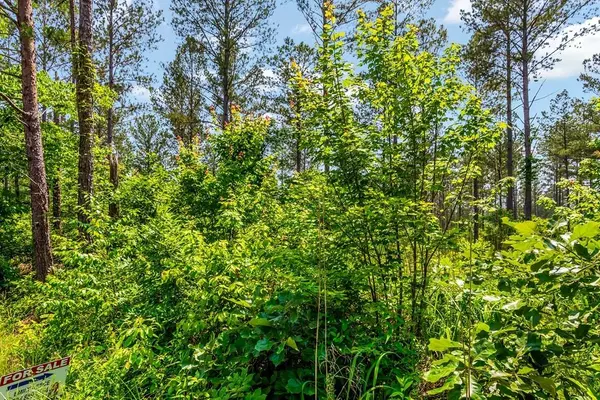 Ellijay, GA 30540,32 AC- Oak Hill Road
