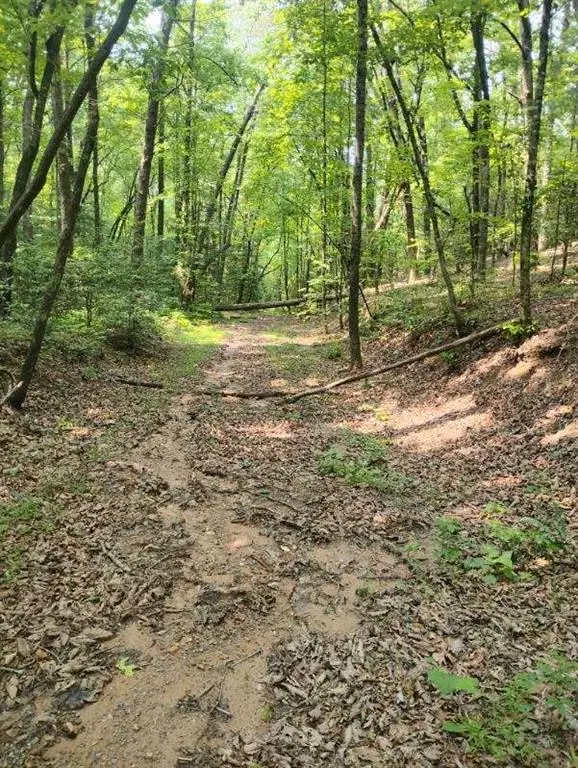 Ellijay, GA 30536,11.12 Lowman RD