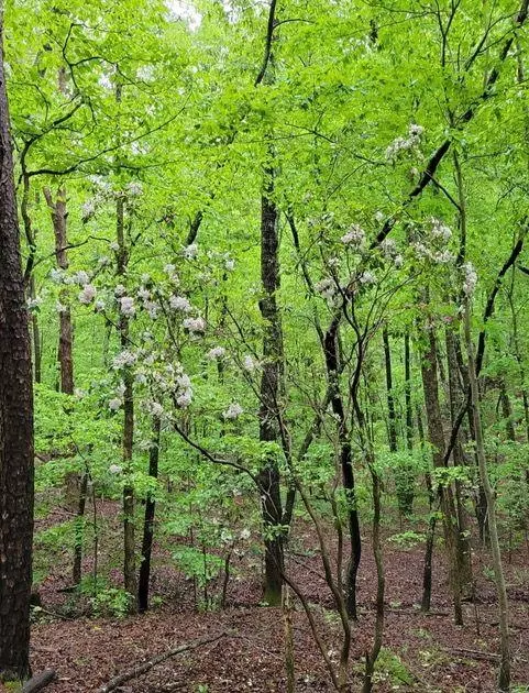 Rockmart, GA 30153,2 Brushy Mountain RD