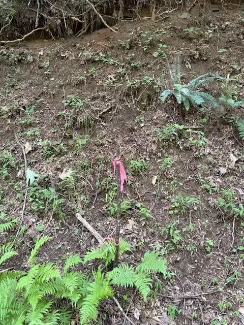 Ellijay, GA 30536,0 Mountain View CT