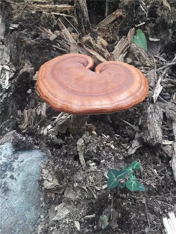 Jasper, GA 30143,0 Mulberry CIR