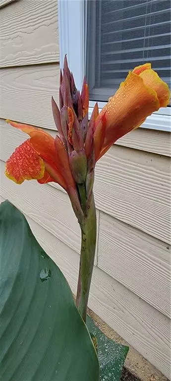 Canton, GA 30115,505 Canton CT