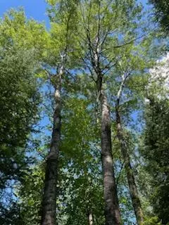 Cassian, WI 54529,Lt1 Highway 51 - Unit -Lt4