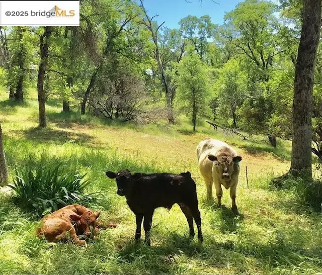 Big Oak Flat, CA 95305,9532 Priest Coulterville Rd