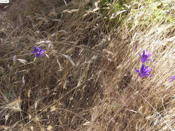 Groveland, CA 95321,19290 Yosemite Springs Rd