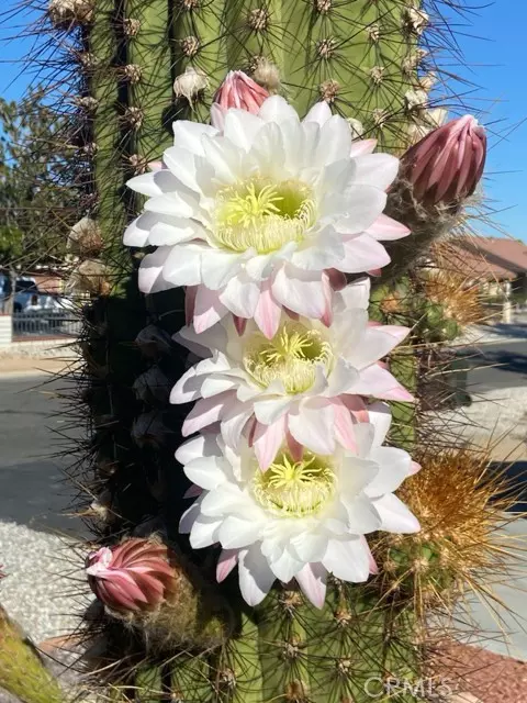 Apple Valley, CA 92308,13397 Ivanpah Road