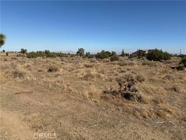 Phelan, CA 92371,0 Smoke Tree