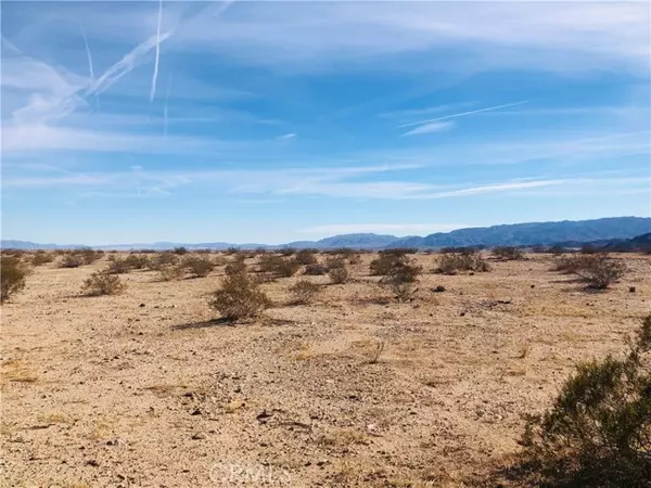 Joshua Tree, CA 92252,5 Desert Lily