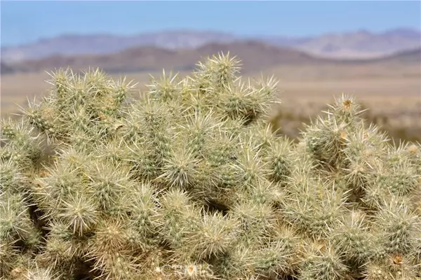 Joshua Tree, CA 92252,64647 Foothill Drive