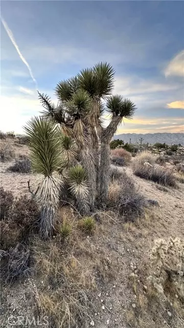Yucca Valley, CA 92284,55370 Bunny Road