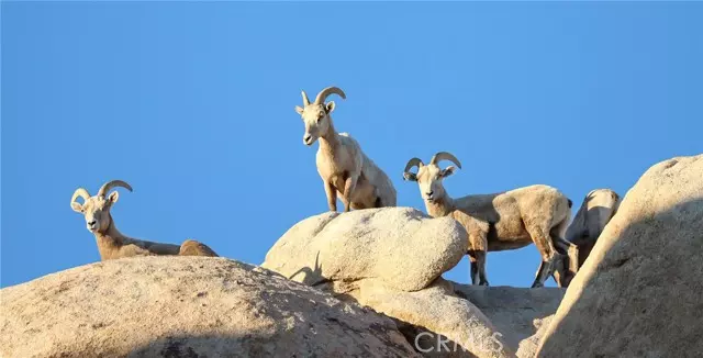 Joshua Tree, CA 92252,66075 Foothill