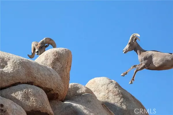 Joshua Tree, CA 92252,66075 Foothill