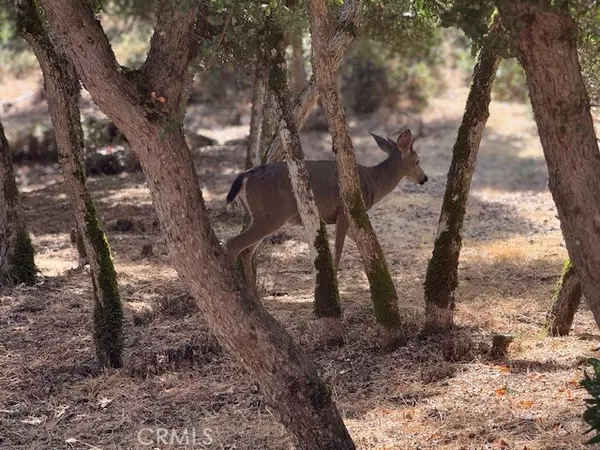 Kelseyville, CA 95451,10789 Harbor Road