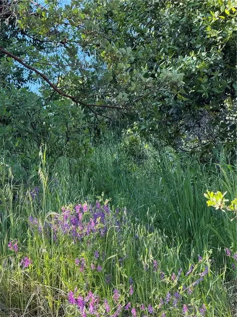 6705 Floyd Way, Nice, CA 95464