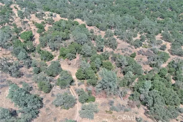 Mariposa, CA 95338,20 Bull Pine