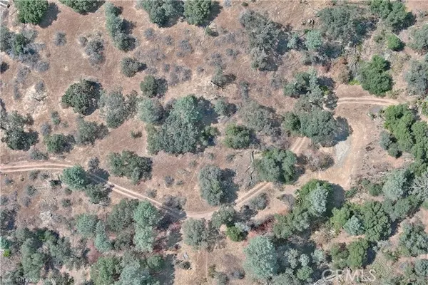 Mariposa, CA 95338,20 Bull Pine