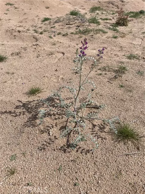 Newberry Springs, CA 92365,49645 Silver Valley Road