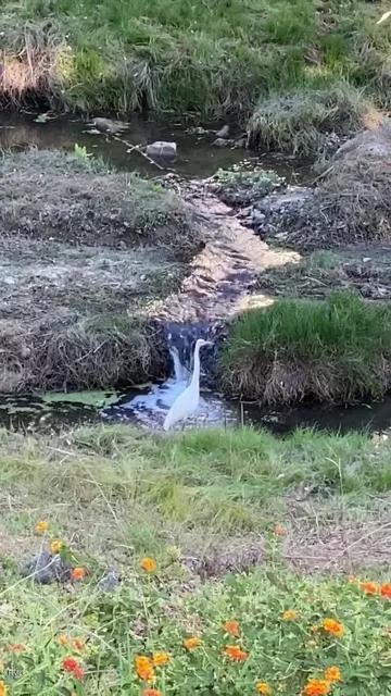 929 Avenida Majorca #N, Laguna Woods, CA 92637