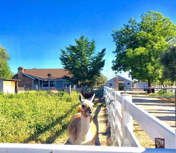 6146 Reddick Lane, Dixon, CA 95620