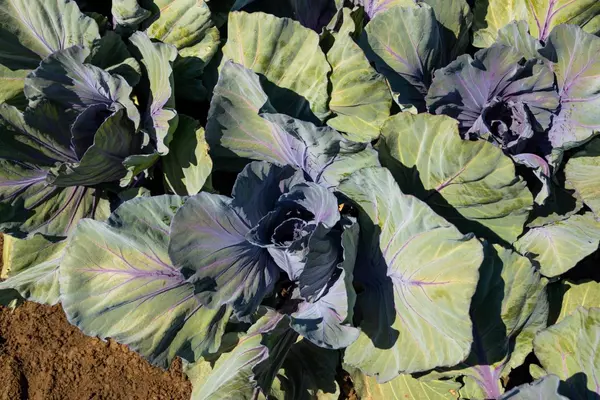 King City, CA 93930,48453 Lonoak Road