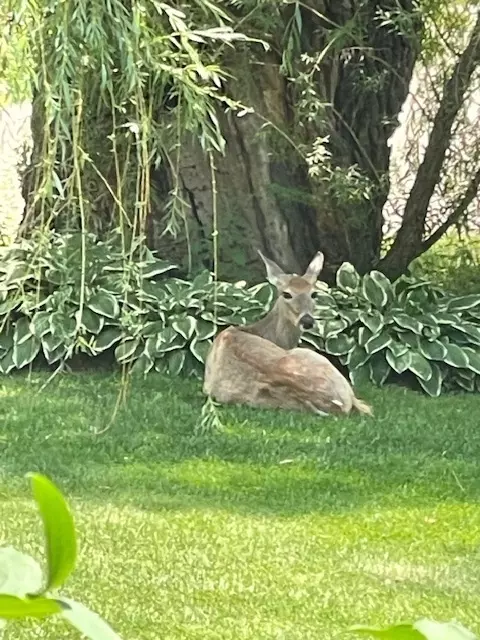 Elgin, IL 60123,954 Oakdale Drive