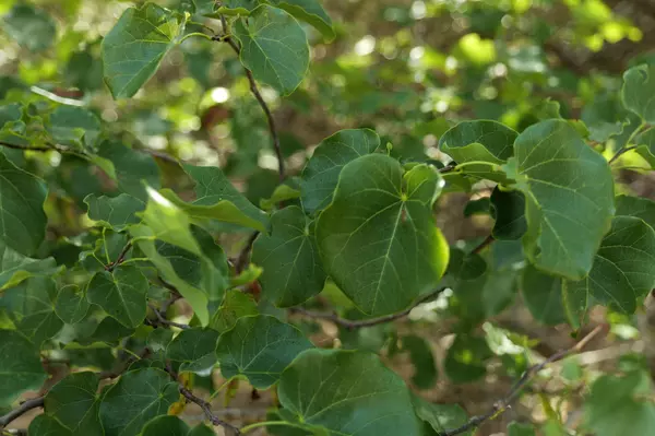 Dripping Springs, TX 78620,17503 Lake Shore DR