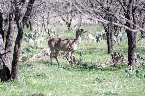 Bend, TX 76853,25 Acres Private Road 1789