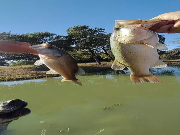 Rockdale, TX 76567,251 Fairview DR