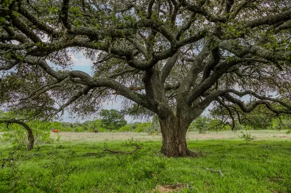 Ledbetter, TX 78946,TBD (62.58 Acres) County Road 125