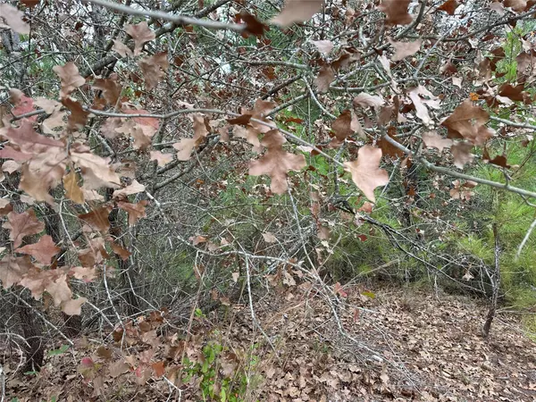 Bastrop, TX 78602,TBD N. Pahihi DR