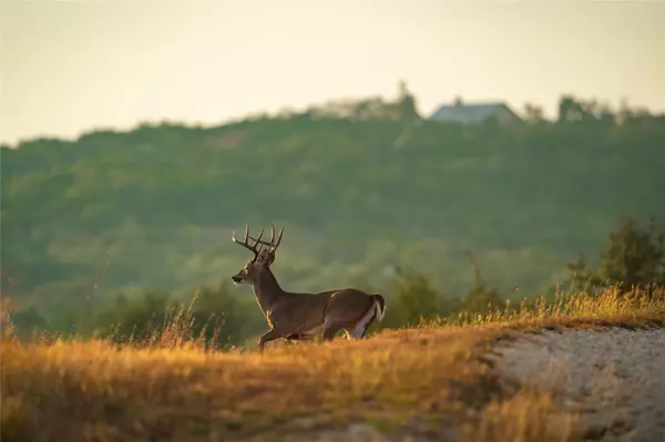 Dripping Springs, TX 78620,518 Curly H Ranch RD