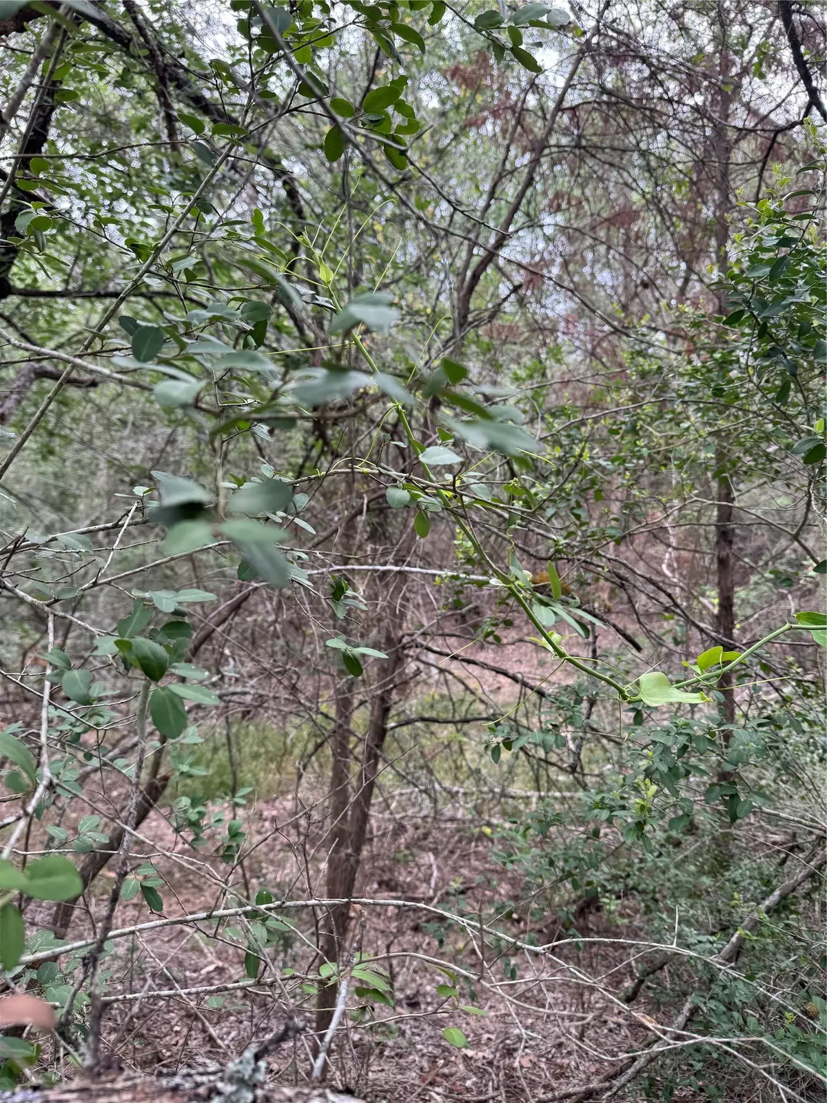 Bastrop, TX 78602,Lot 1034 Kawanui DR