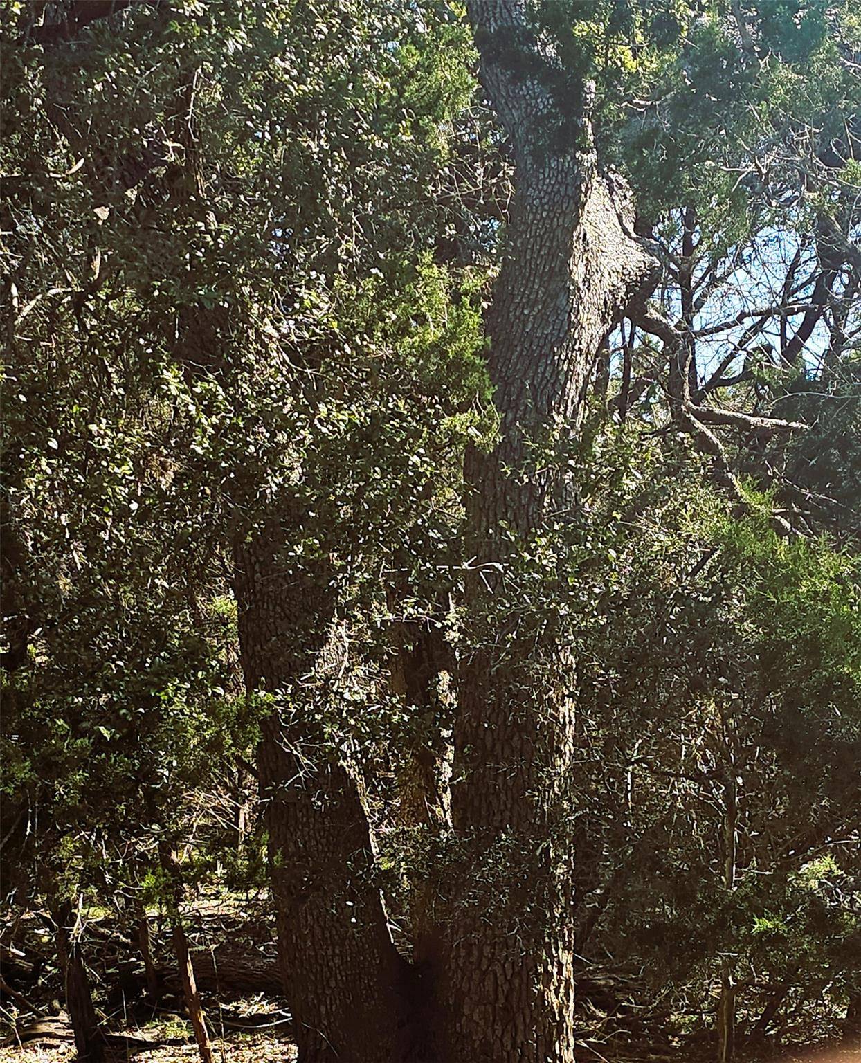 1101 Ridge Oak DR, Wimberley, TX 78676