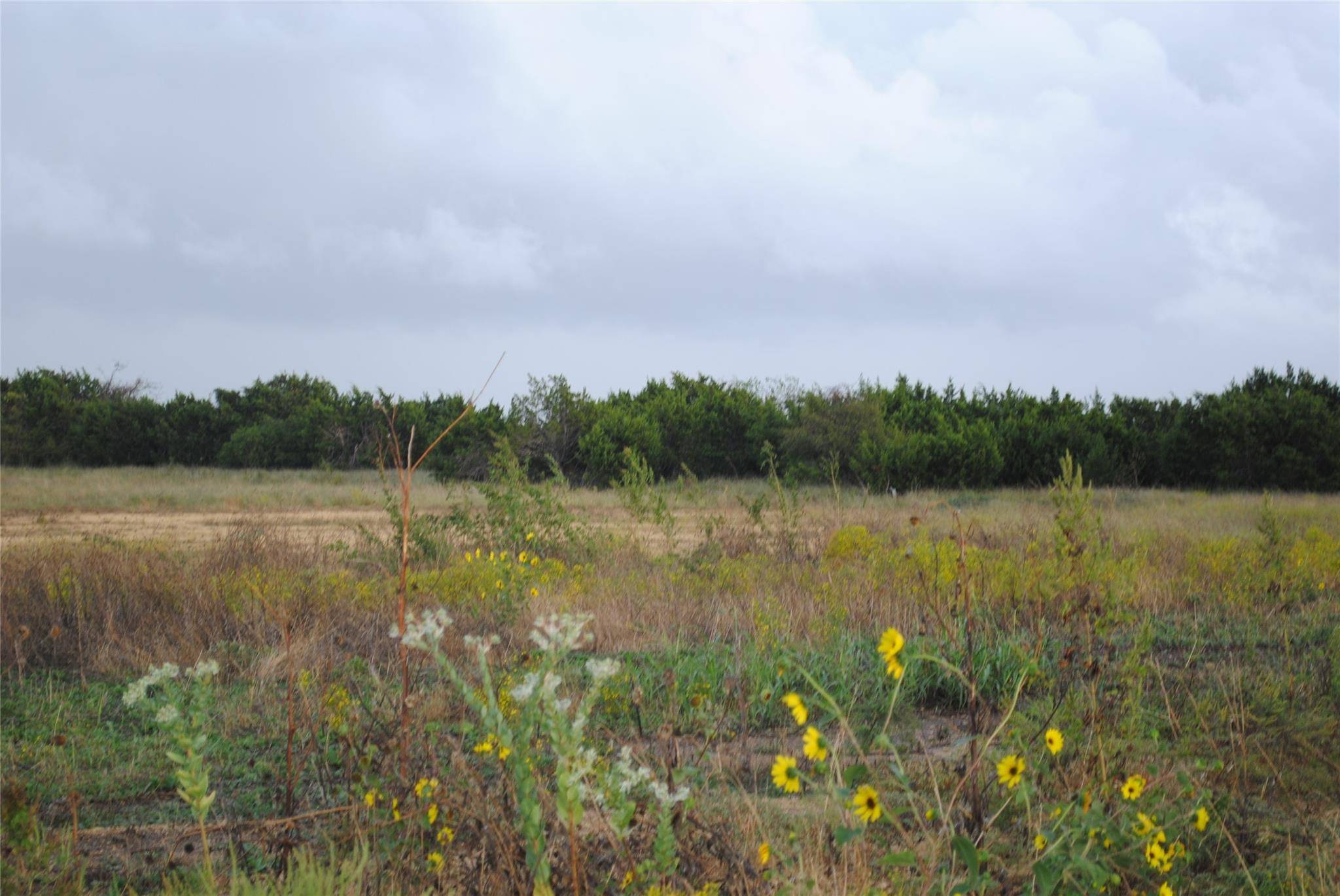 Liberty Hill, TX 78642,200 Yellow Senna PL